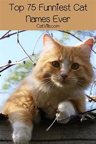 Image result for Funny Cat Names