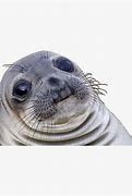 Image result for Round Seal Meme