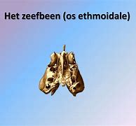 Image result for Zeefbeen Holte Kapot