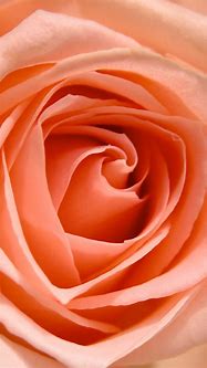 Image result for 5S/iPhone Rose