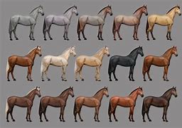 Image result for Thoroughbred Coats