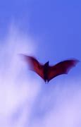 Image result for Short-Nosed Fruit Bat