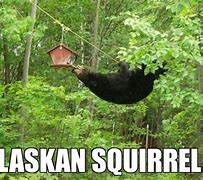 Image result for Alaska Bear Meme