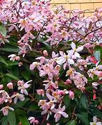 Image result for Clematis armandii Apple Blossom