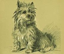 Image result for Antique Dog Drawing