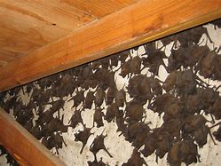 Image result for Bats in an Attic
