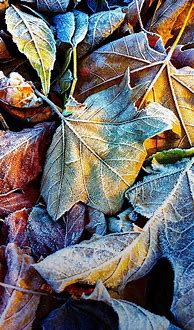 Image result for Lumia Wallpaper Fall