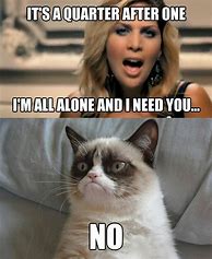 Image result for Animal Memes Grumpy Cat