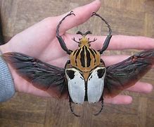 Image result for World's Biggest Insect
