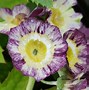 Image result for Primula auricula Wildform