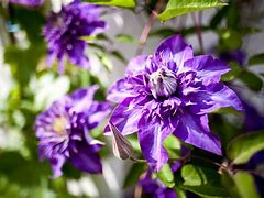 Image result for clematis china purple