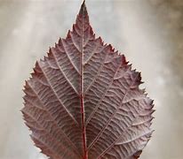 Image result for Red Leaf BlackBerry