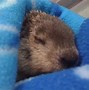 Image result for Groundhogs and Woodchucks