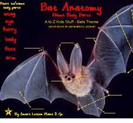 Image result for Bat Anatomy