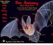 Image result for Bat Anatomy Poster