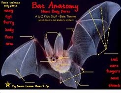 Image result for Bat Diagram