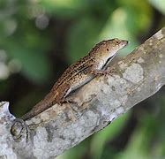 Image result for Florida Anole Lizard