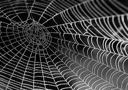 Image result for Spider Web HD Black and White