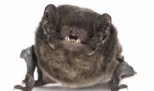 Image result for Bat Smiling