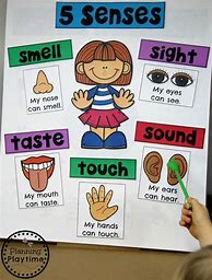 Image result for Pictures of the 5 Senses Kindergarten