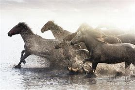Image result for Wild Horses Herd Running