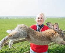 Image result for World's Biggest Continental Giant Rabbit