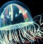 Image result for Bioluminescence Fish Mines