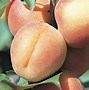 Image result for What Is a Apricot