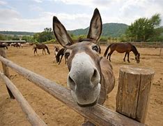 Image result for Donkey Background