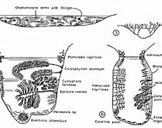 Image result for Rock Pool Food Chain