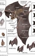 Image result for Bat Features