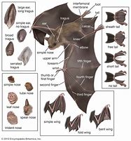 Image result for Bat Anatomy Reference