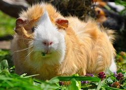 Image result for Guinea