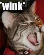 Image result for Cat Wink Meme