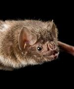 Image result for Vampire Bat Teeth Black