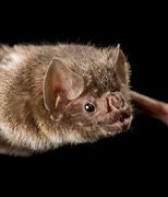 Image result for vampires bats information