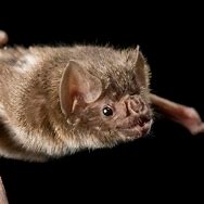 Image result for Vampire Bat Bird