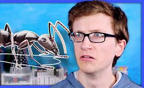 Image result for Ant