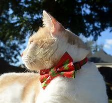 Image result for Christmas Cat Collar