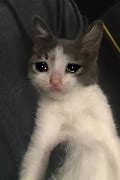 Image result for Funny Cat Crying PC