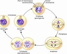 Image result for Cancer Cell Mitosis