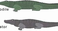 Image result for Alligator vs Crocodile Size Difference