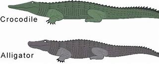 Image result for Difference Between Crocodile and Alligator Size