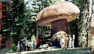 Image result for What Is the Biggest Living Thing in the World