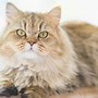 Image result for Persian Cat Face