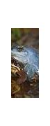 Image result for Long Frog