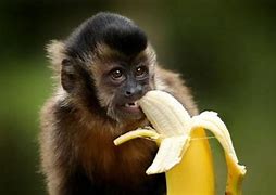 Monkey Banana 的图像结果