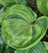 Image result for Hosta Gunthers Rim