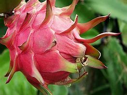 Image result for Red Dragon Fruit Plant