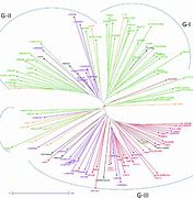 Image result for Genetic Distance Ntsys
